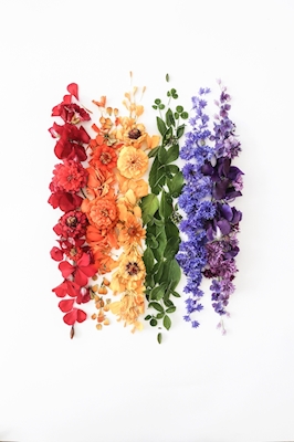 Flower Rainbow