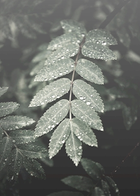 Rowan in rain