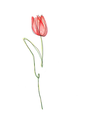 Tulipa