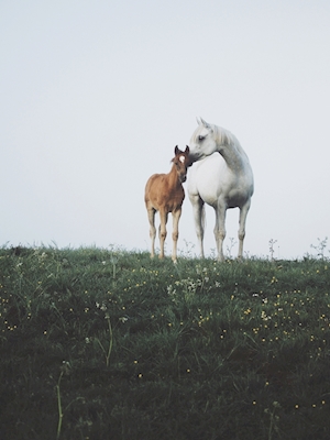 A Mother's Love