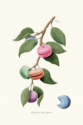 Macaron plante