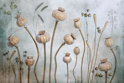 Papaver