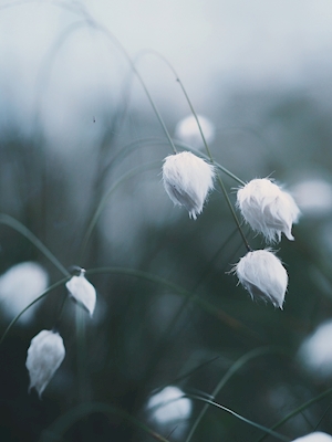 Solstice Cottongrass